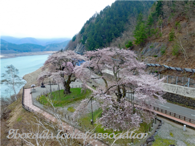 桜0017補正切り抜き