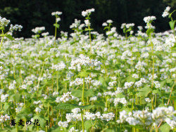 そば花 １