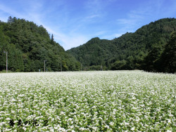 そば花２