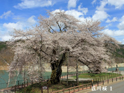 荘川桜1