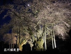 荘川桜夜景