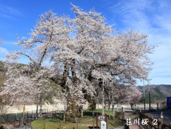 荘川桜２