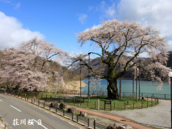 荘川桜３