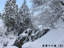 魚帰りの滝（冬）