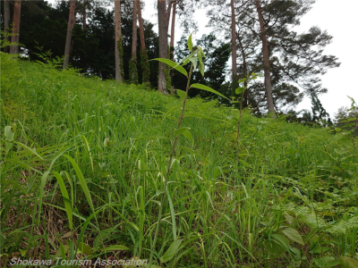 image5